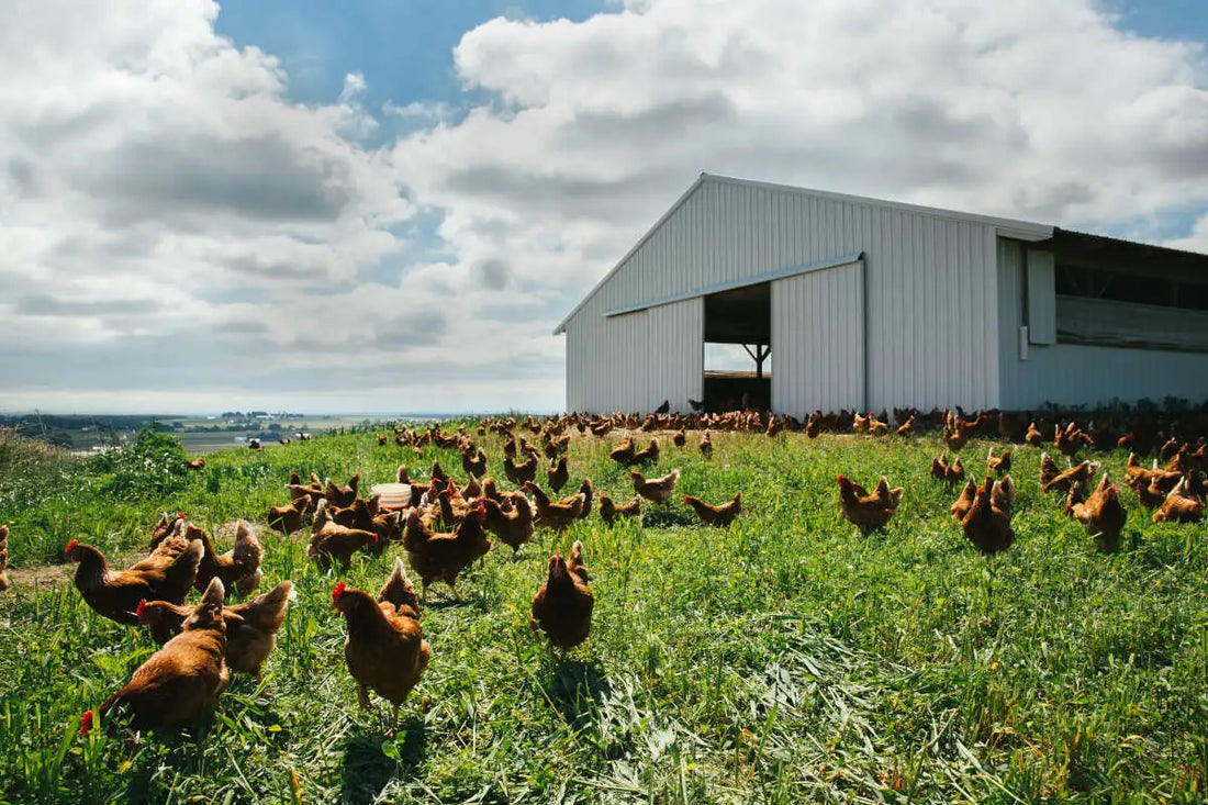 PASTURE-RAISED VS ORGANIC VS FREE RANGE CHICKEN EXPLAINED – Graised farm